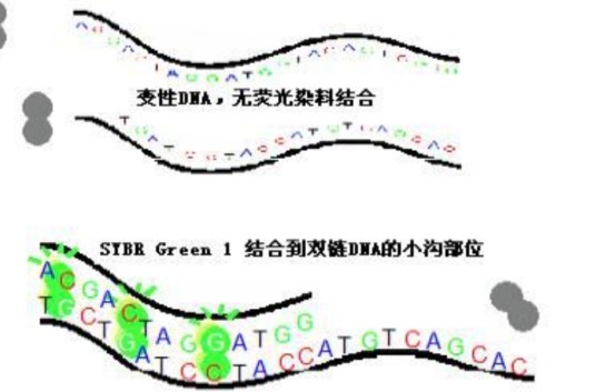 SYBR Green I