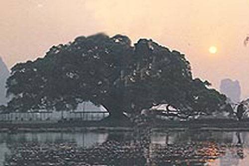 穿岩古榕