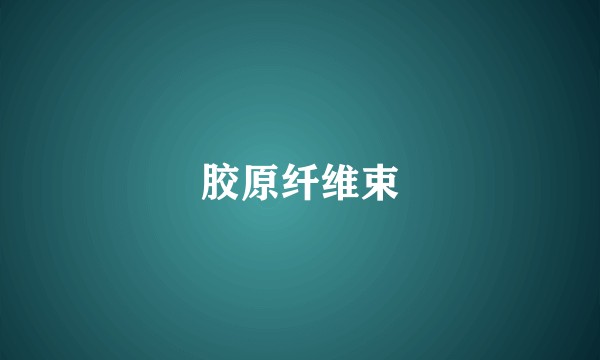 胶原纤维束