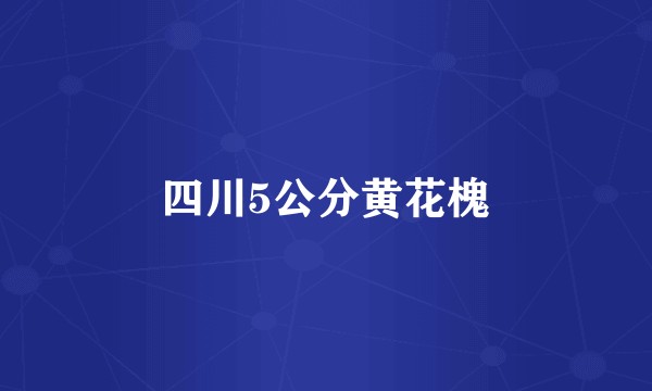 四川5公分黄花槐
