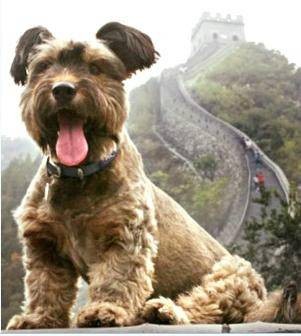 宠物狗奥斯卡