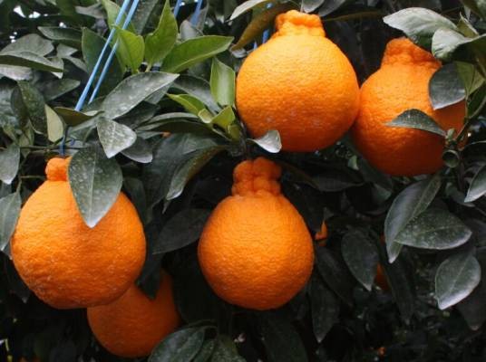 不知火（芸香科柑橘属柑橘种下的杂柑品种）