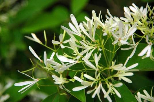 夜来香(夹竹桃科夜来香属植物)