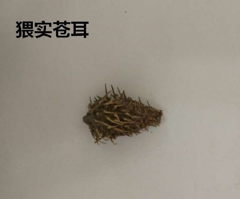 猬实苍耳