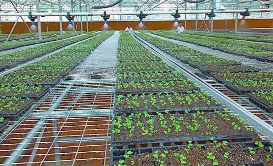 节水灌溉(农业术语)