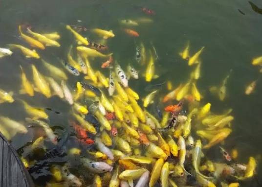 锦鲤的食性
