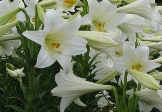 百合(百合科百合属植物)