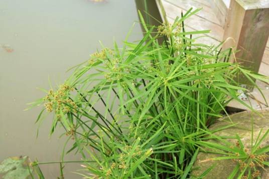 风车草（莎草科莎草属植物）