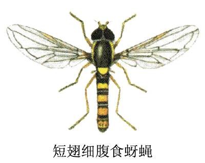 短翅细腹食蚜蝇