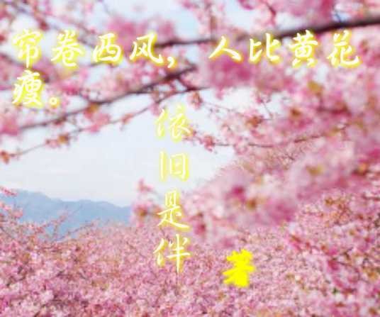 帘卷西风，人比黄花瘦（明萱传）