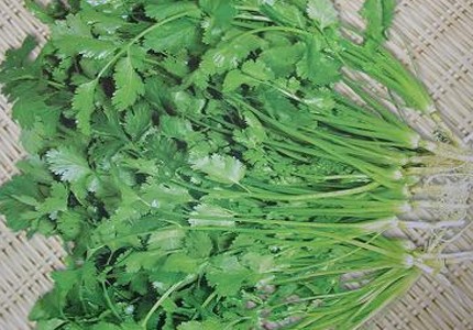芫荽（中药）