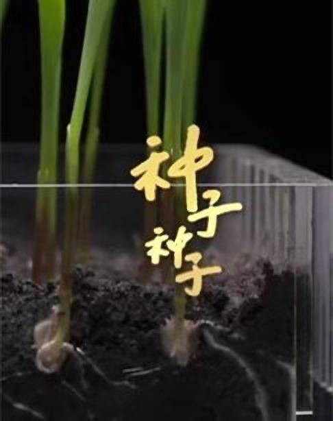 种子种子（2022年张菁执导的纪录片）