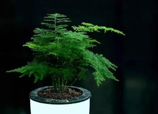 文竹(天门冬科、天门冬属植物)