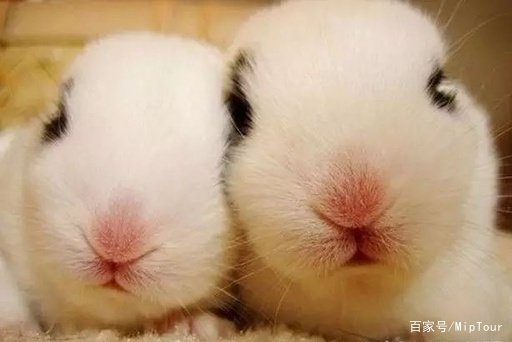 兔子的死亡前兆是什么？