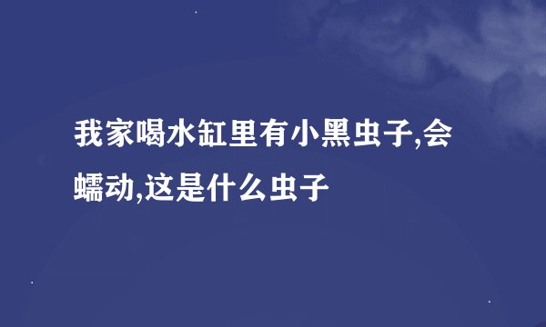 我家喝水缸里有小黑虫子,会蠕动,这是什么虫子