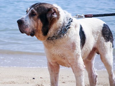 巨型犬体型排名是怎样的？哪种犬长得最大？