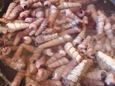 钉螺肉怎么吃