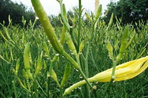 黄花菜的花期有多长?黄花菜在什么时候采摘比较好呢?