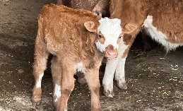 小牛刚出生就喘怎么回事?新生牛犊喘气喘得厉害怎么治?