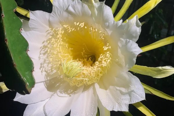 火龙果花是霸王花吗