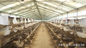 养一千对肉鸽一般情况下,一年能挣多少钱?