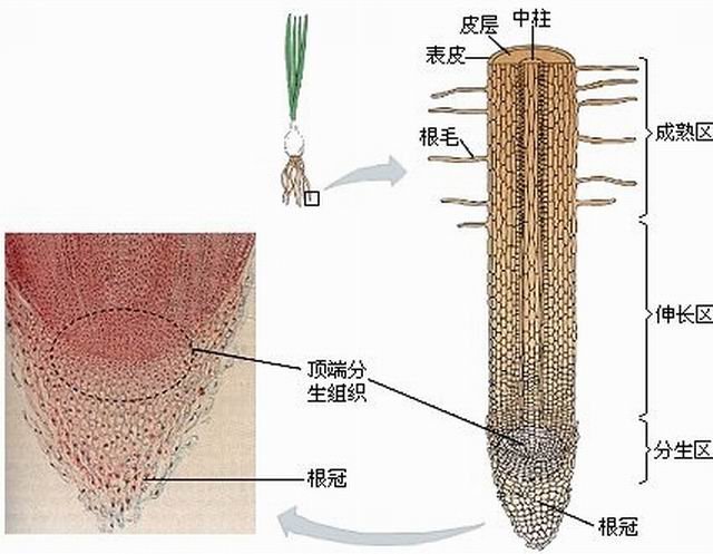 植物根尖分生区细胞的特点有哪些？