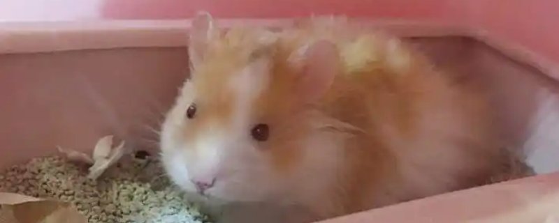金丝熊对主人是什么态度？