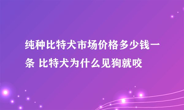 纯种比特犬市场价格多少钱一条 比特犬为什么见狗就咬