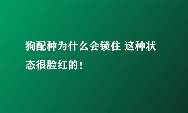 狗配种为什么会锁住 这种状态很脸红的！
