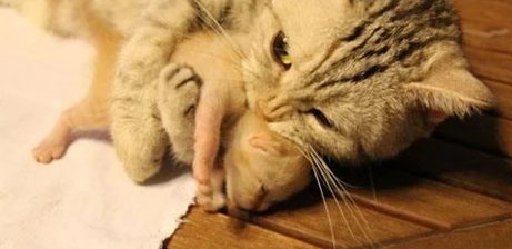 怎么看母猫到底生完了没有
