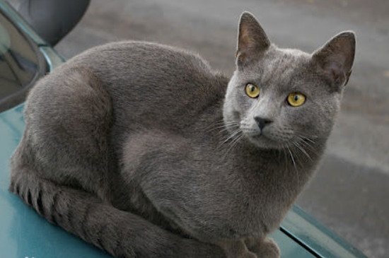 现在很多人都分不清楚英短猫和蓝猫,觉得它们很相似,那它们区别在哪里?