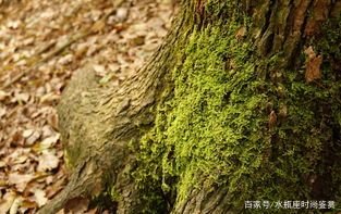 农村很常见的青苔可以食用吗?青苔有哪些功效?