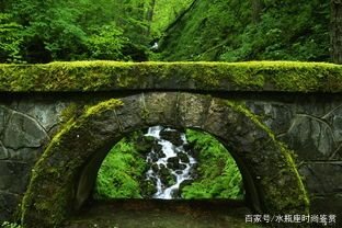 农村很常见的青苔可以食用吗?青苔有哪些功效?