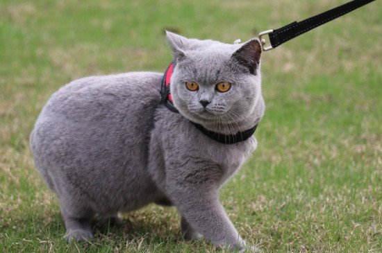 现在很多人都分不清楚英短猫和蓝猫,觉得它们很相似,那它们区别在哪里?