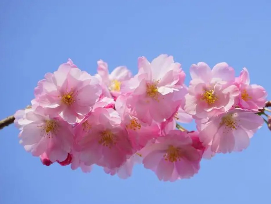 十二生肖代表花名