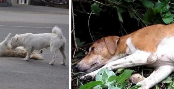 狗狗为什么死了睁着眼睛