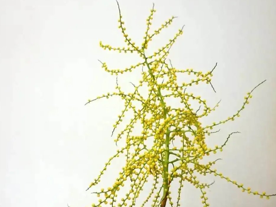 十二生肖代表花名