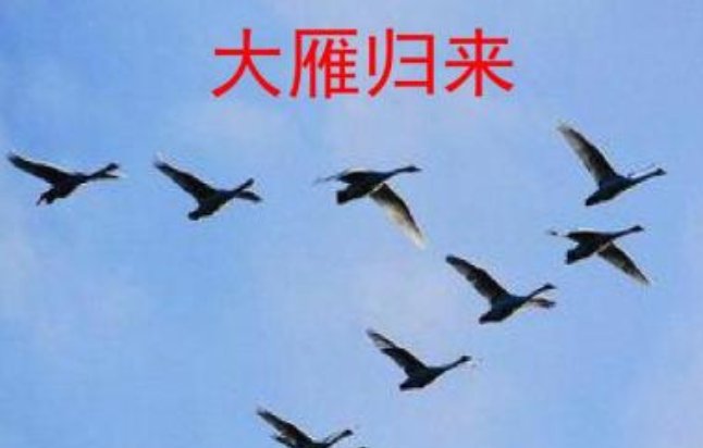 用一句话概括《大雁归来》的主要内容
