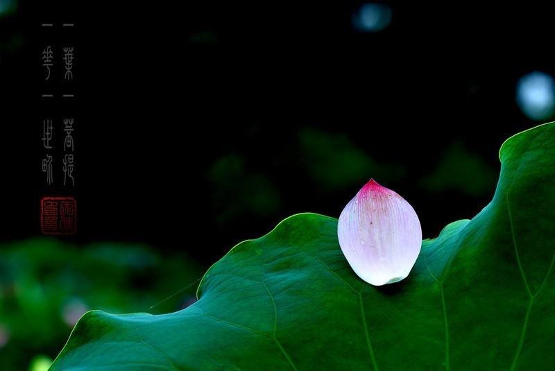 一花一世界 一叶一菩提 是什么意思 ?