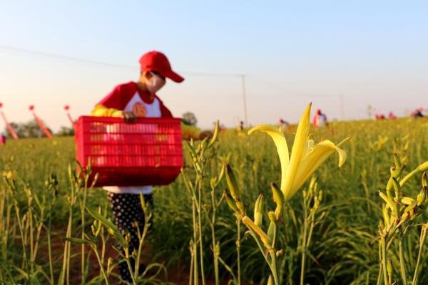 黄花菜的花期有多长?黄花菜在什么时候采摘比较好呢?
