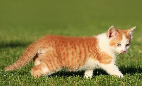 猫进屋十大预兆
