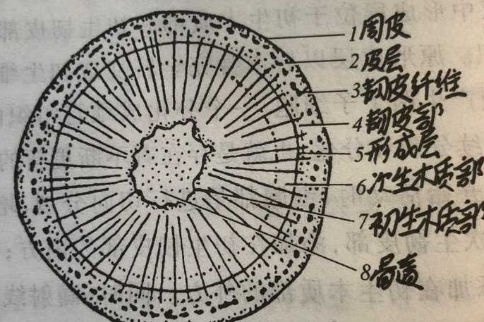 导管和筛管有什么区别