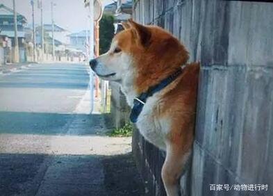 为什么养柴犬的人这么少?