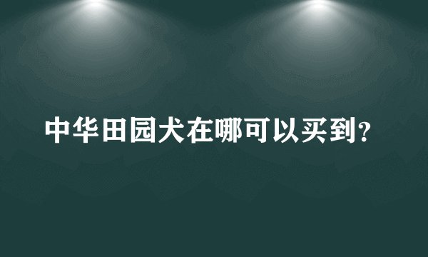 中华田园犬在哪可以买到？