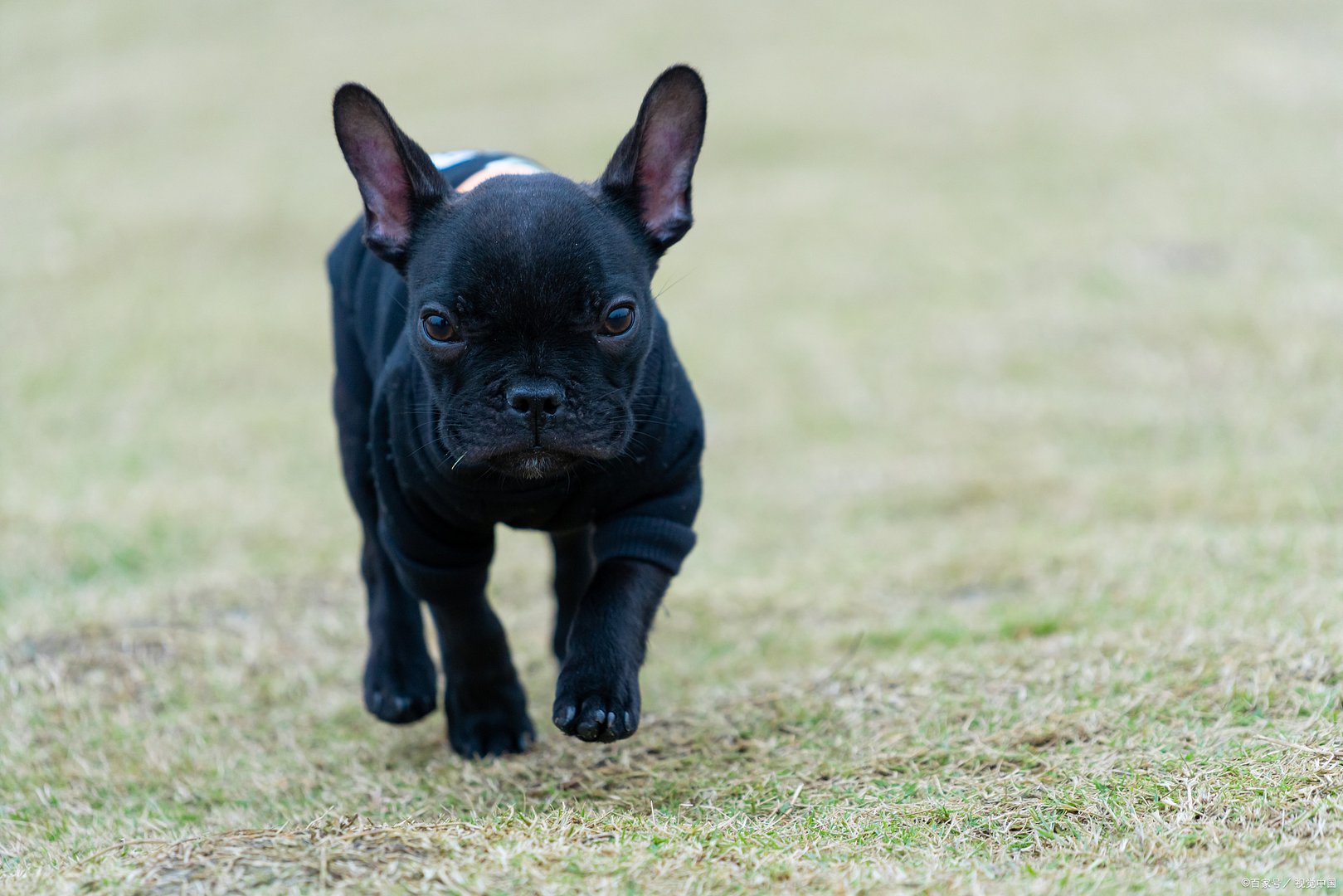法国斗牛犬是很受欢迎的小型犬种，小法斗多少钱一只？
