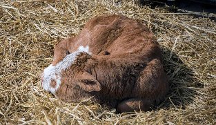 小牛刚出生就喘怎么回事？新生牛犊喘气喘得厉害怎么治？