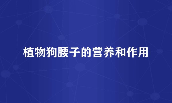 植物狗腰子的营养和作用