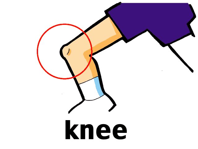 knee英语怎么读