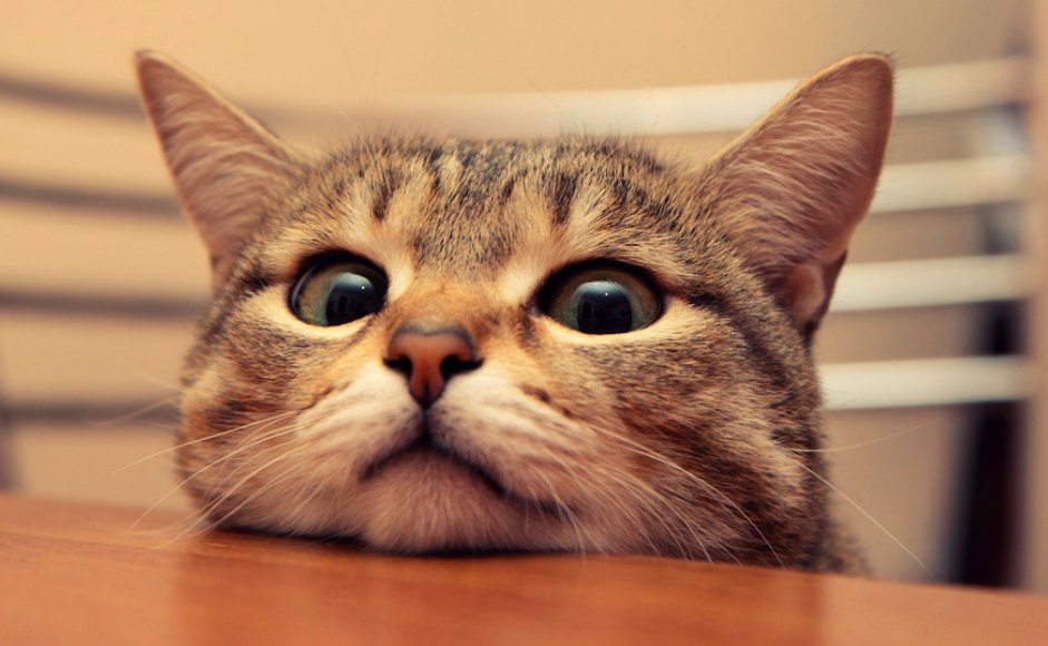 我家猫猫隔了两天又生一只小猫