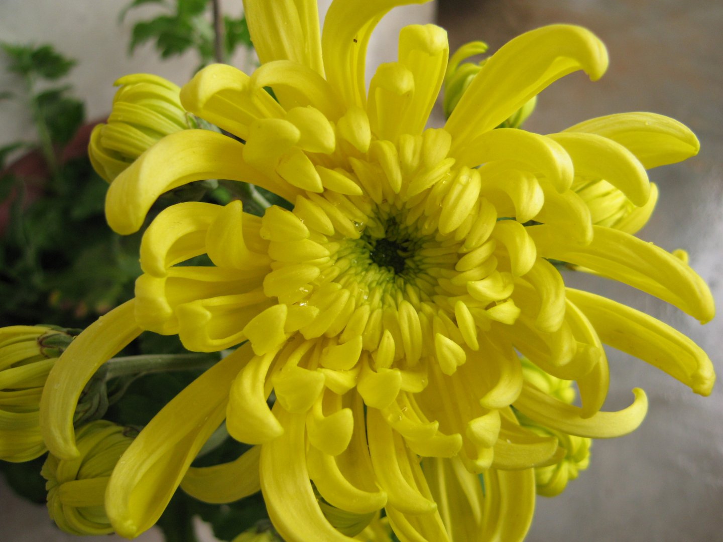 李清照的词“人比黄花瘦”中的黄花是什么花